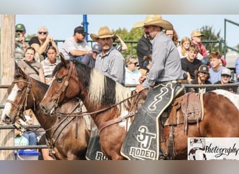 Draft Horse Mix, Gelding, 12 years, 16 hh, Pinto