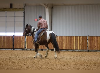 Draft Horse Mix, Gelding, 12 years, 16 hh, Pinto