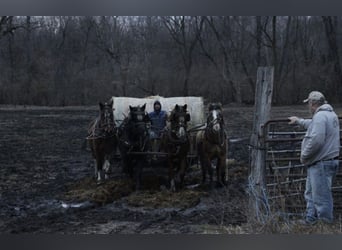 Draft Horse Mix, Gelding, 12 years, 16 hh, Pinto