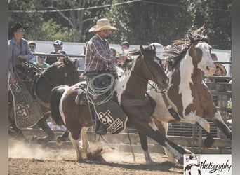 Draft Horse Mix, Gelding, 12 years, 16 hh, Pinto