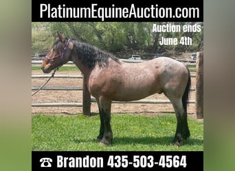 Draft Horse, Gelding, 12 years, 16 hh, Roan-Bay