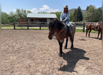 Draft Horse, Gelding, 12 years, 16 hh, Roan-Bay