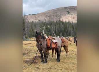 Draft Horse, Gelding, 12 years, 16 hh, Roan-Bay