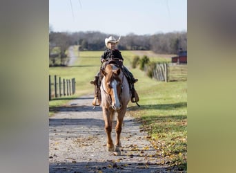 Draft Horse Mix, Gelding, 12 years, 16 hh, Roan-Red