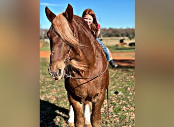 Draft Horse, Gelding, 12 years, 17,2 hh, Sorrel