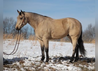 Draft Horse, Gelding, 12 years, Buckskin