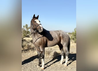 Draft Horse Mix, Gelding, 13 years, 10 hh, Roan-Bay