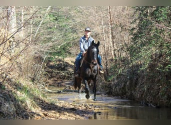 Draft Horse, Gelding, 13 years, 15.1 hh, Bay