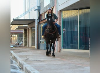 Draft Horse, Gelding, 13 years, 15.1 hh, Bay