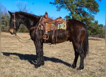 Draft Horse, Gelding, 13 years, 15.1 hh, Bay