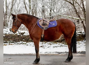 Draft Horse, Gelding, 13 years, 15.1 hh, Bay
