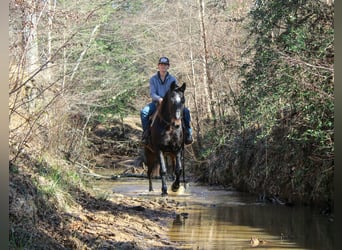 Draft Horse, Gelding, 13 years, 15,1 hh, Bay