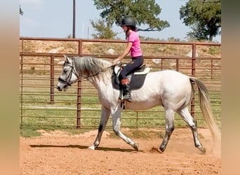 Draft Horse Mix, Gelding, 13 years, 15,3 hh, Grey