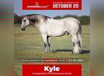 Draft Horse Mix, Gelding, 13 years, 15,3 hh, Grey