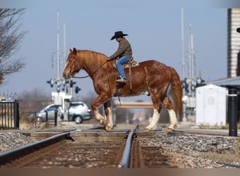 Draft Horse, Gelding, 13 years, 16,2 hh, Sorrel