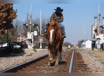 Draft Horse, Gelding, 13 years, 16,2 hh, Sorrel