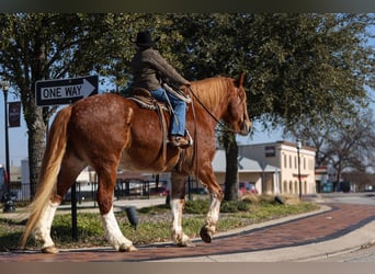 Draft Horse, Gelding, 13 years, 16,2 hh, Sorrel