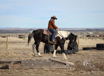 Draft Horse Mix, Gelding, 13 years, 16 hh, Tobiano-all-colors