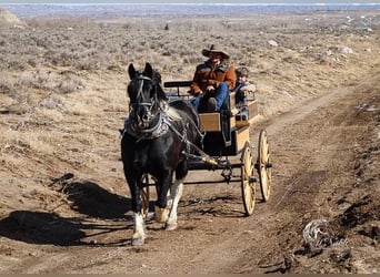 Draft Horse Mix, Gelding, 13 years, 16 hh, Tobiano-all-colors