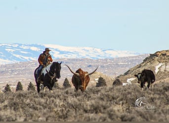 Draft Horse Mix, Gelding, 13 years, 16 hh, Tobiano-all-colors