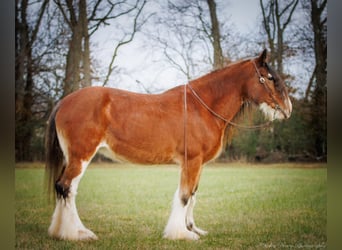Draft Horse, Gelding, 13 years, 17.1 hh, Roan-Bay
