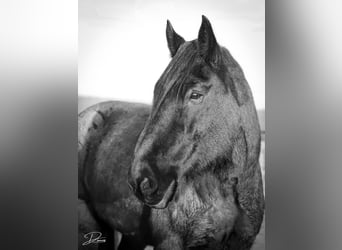 Draft Horse, Gelding, 13 years, 17 hh, Roan-Blue