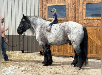 Draft Horse, Gelding, 13 years, 17 hh, Roan-Blue
