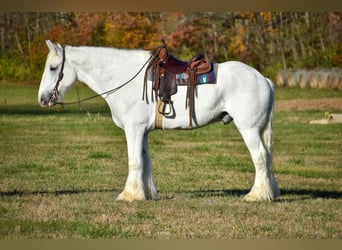 Draft Horse, Gelding, 13 years, 18 hh, White