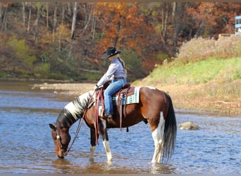 Draft Horse Mix, Gelding, 13 years, Pinto