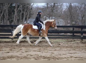 Draft Horse, Gelding, 14 years, 14.2 hh, Tobiano-all-colors