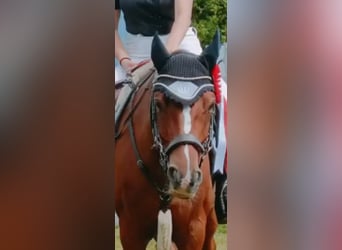 Draft Horse, Gelding, 14 years, 14,1 hh, Brown