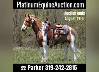 Draft Horse, Gelding, 14 years, 15,1 hh, Tobiano-all-colors