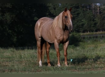 Draft Horse Mix, Gelding, 14 years, 15,2 hh, Roan-Red