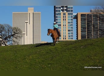 Draft Horse, Gelding, 14 years, 15,3 hh, Buckskin