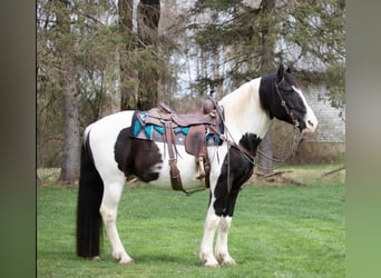 Draft Horse, Gelding, 14 years, 15 hh, Tobiano-all-colors