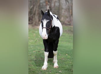 Draft Horse, Gelding, 14 years, 15 hh, Tobiano-all-colors
