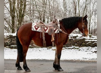 Draft Horse, Gelding, 14 years, 15,1 hh, Bay