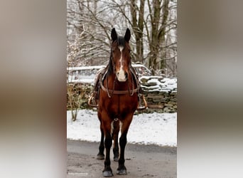 Draft Horse, Gelding, 14 years, 15,1 hh, Bay