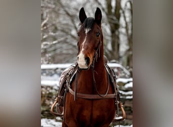 Draft Horse, Gelding, 14 years, 15,1 hh, Bay