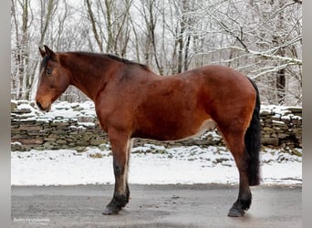 Draft Horse, Gelding, 14 years, 15,1 hh, Bay