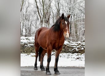 Draft Horse, Gelding, 14 years, 15,1 hh, Bay