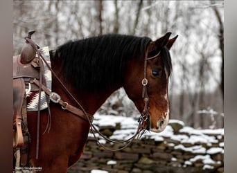 Draft Horse, Gelding, 14 years, 15,1 hh, Bay