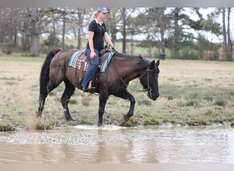 Draft Horse Mix, Gelding, 14 years, 15,3 hh, Black