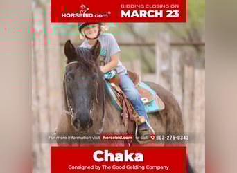 Draft Horse Mix, Gelding, 14 years, 15,3 hh, Black