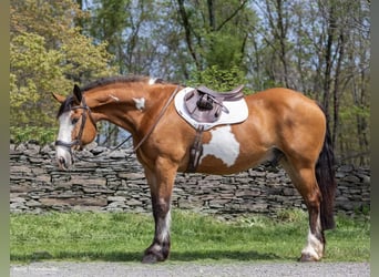 Draft Horse, Gelding, 14 years, 16,1 hh, Overo-all-colors