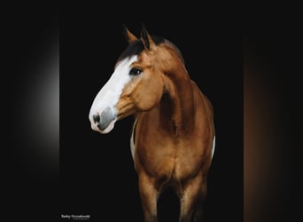 Draft Horse, Gelding, 14 years, 16,1 hh, Overo-all-colors