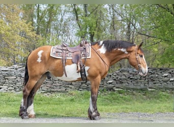 Draft Horse, Gelding, 14 years, 16,1 hh, Overo-all-colors