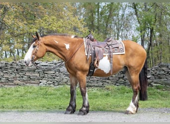 Draft Horse, Gelding, 14 years, 16,1 hh, Overo-all-colors