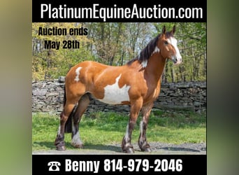 Draft Horse, Gelding, 14 years, 16,1 hh, Overo-all-colors