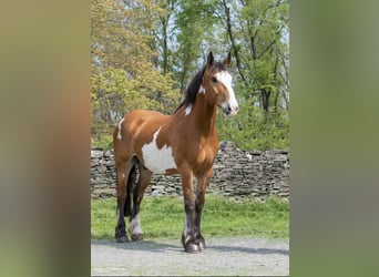 Draft Horse, Gelding, 14 years, 16,1 hh, Overo-all-colors